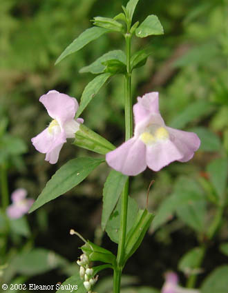 Mimulus alatus Ait.