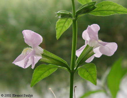 Mimulus alatus Ait.