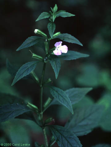 Mimulus alatus Ait.