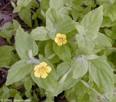 Mimulus moschatus Dougl. ex Lindl.