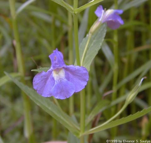 Mimulus ringens L.