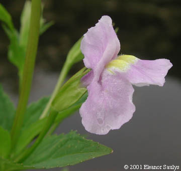 Mimulus ringens L.