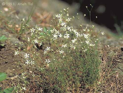 Minuartia michauxii (Fenzl) Farw.