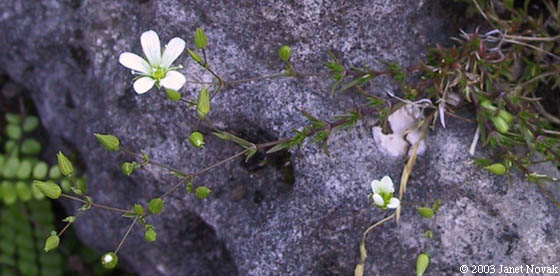 Minuartia michauxii (Fenzl) Farw.