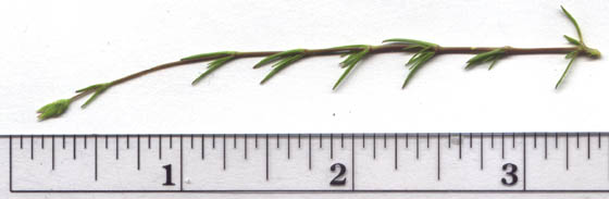 Minuartia michauxii (Fenzl) Farw.