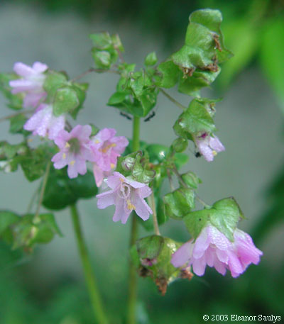 Mirabilis nyctaginea (Michx.) MacM.