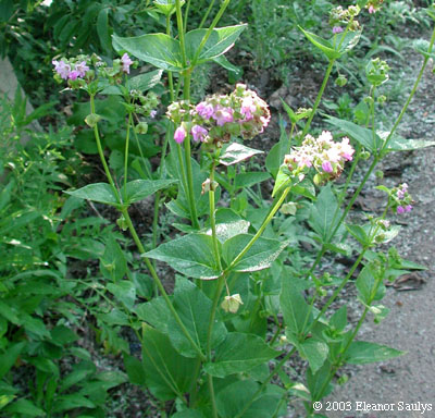 Mirabilis nyctaginea (Michx.) MacM.