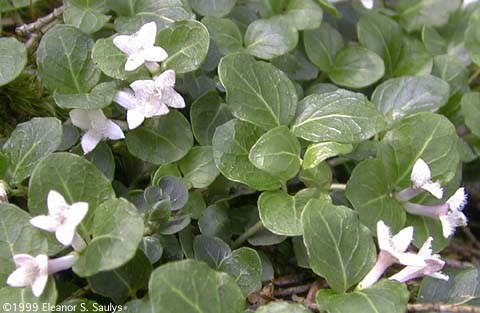 Mitchella repens L.