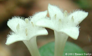 Mitchella repens L.