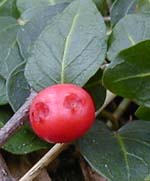 Mitchella repens L.