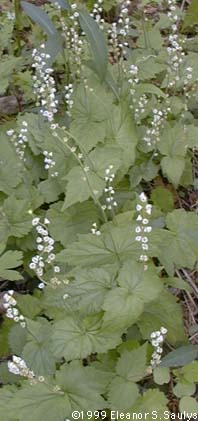 Mitella diphylla L.
