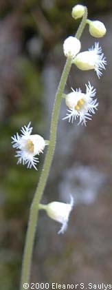 Mitella diphylla L.