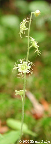 Mitella nuda L.