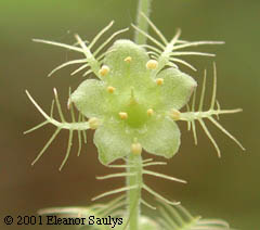 Mitella nuda L.