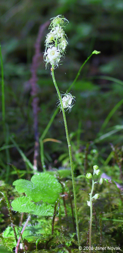 Mitella nuda L.