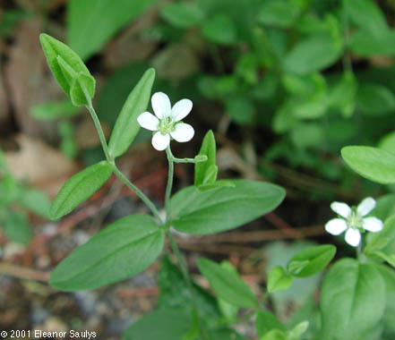 Moehringia lateriflora (L.) Fenzl