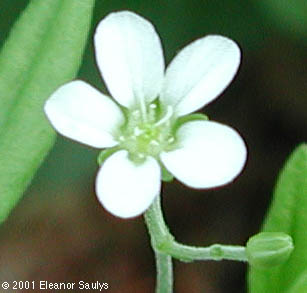 Moehringia lateriflora (L.) Fenzl