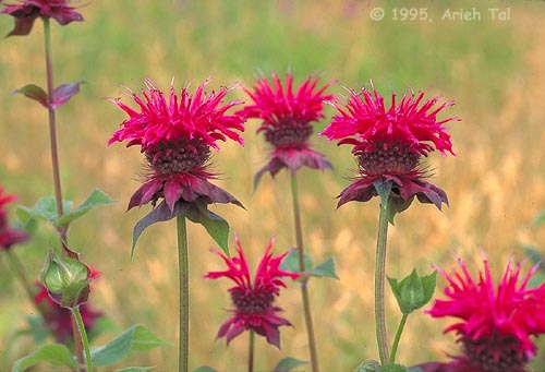 Monarda didyma L.