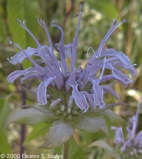 Monarda fistulosa L.