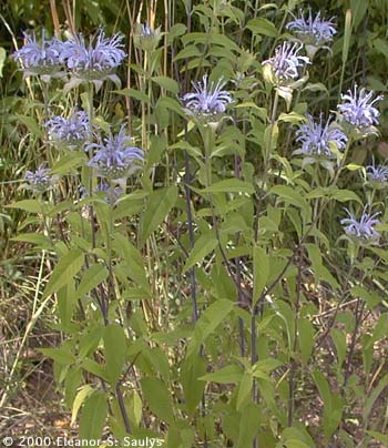 Monarda fistulosa L.