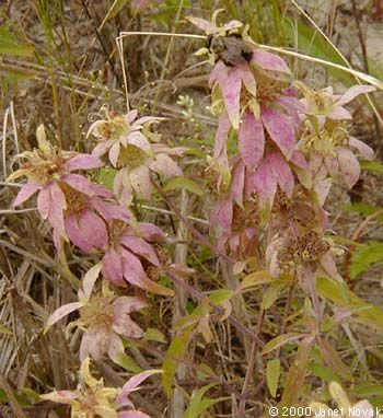 Monarda punctata L.