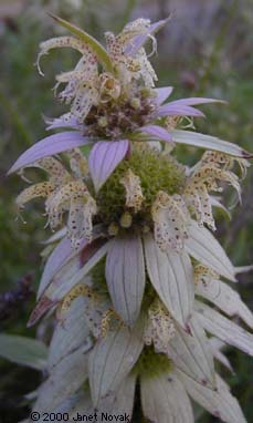 Monarda punctata L.