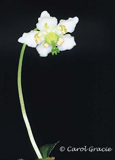 Moneses uniflora (L.) Gray