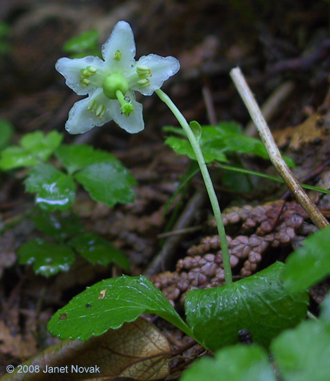 Moneses uniflora (L.) Gray
