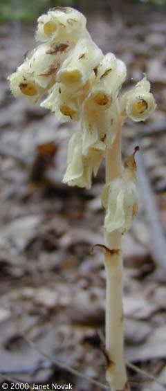 Monotropa hypopithys L.
