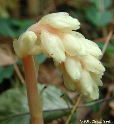 Monotropa hypopithys L.