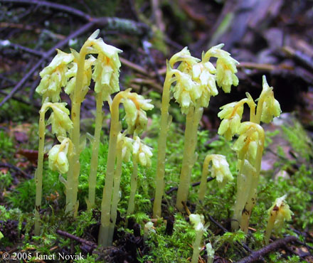 Monotropa hypopithys L.