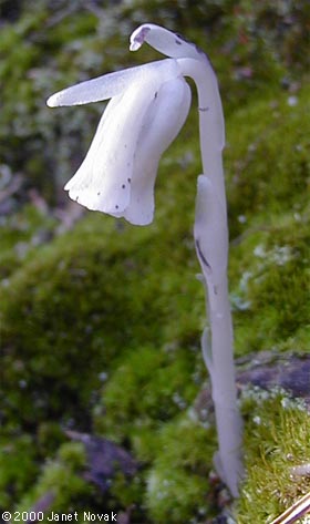 Monotropa uniflora L.