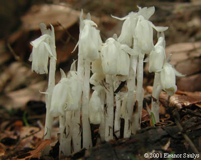 Monotropa uniflora L.