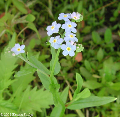 Myosotis scorpioides L.