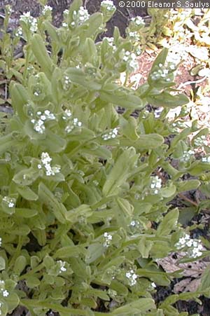 Myosotis verna Nutt.
