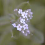 Myosotis verna Nutt.