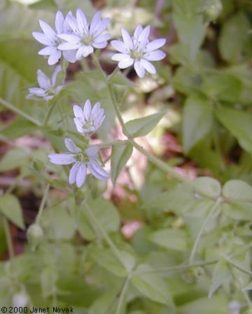Myosoton aquaticum (L.) Moench
