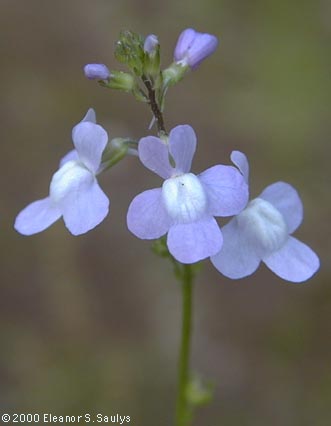 Nuttallanthus canadensis (L.) D.A. Sutton