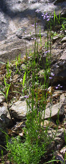 Nuttallanthus canadensis (L.) D.A. Sutton