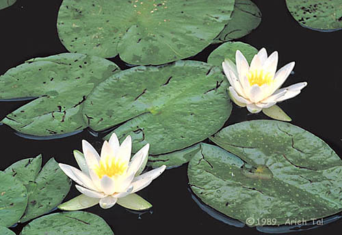 Nymphaea odorata Ait.