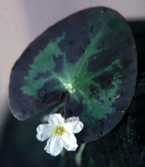 Nymphoides cordata (Ell.) Fern.