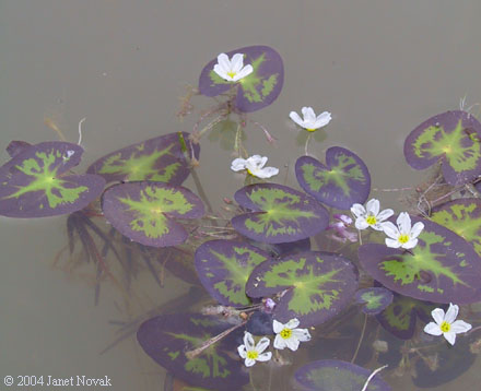 Nymphoides cordata (Ell.) Fern.