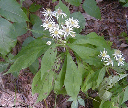 Oclemena acuminata (Michx.) Greene