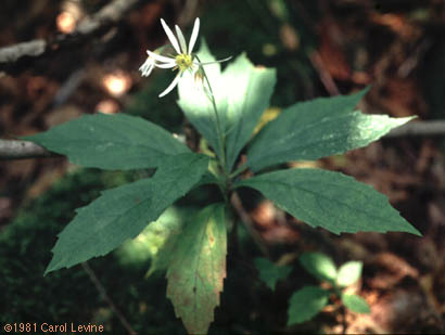 Oclemena acuminata (Michx.) Greene