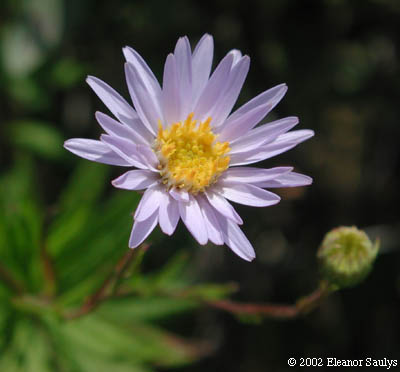 Oclemena nemoralis (Ait.) Greene