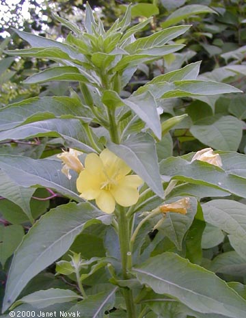Oenothera biennis L.