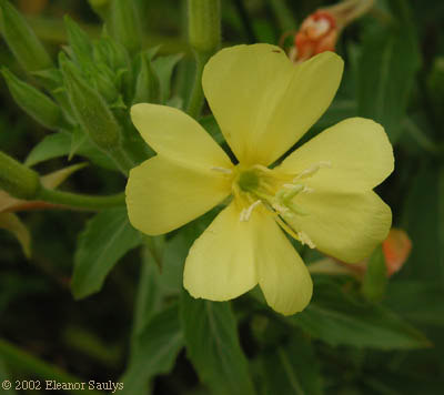 Oenothera biennis L.