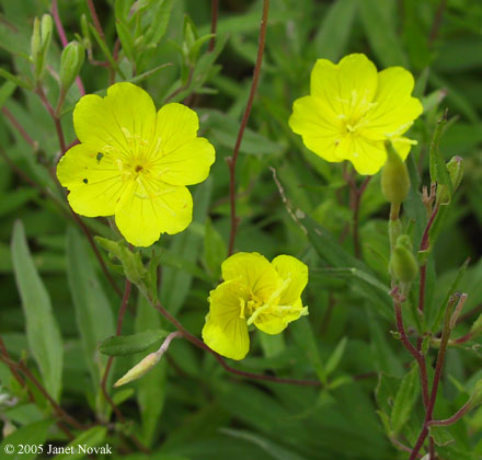 Oenothera fruticosa L.