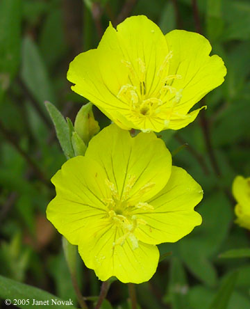 Oenothera fruticosa L.