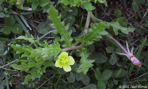 Oenothera laciniata Hill